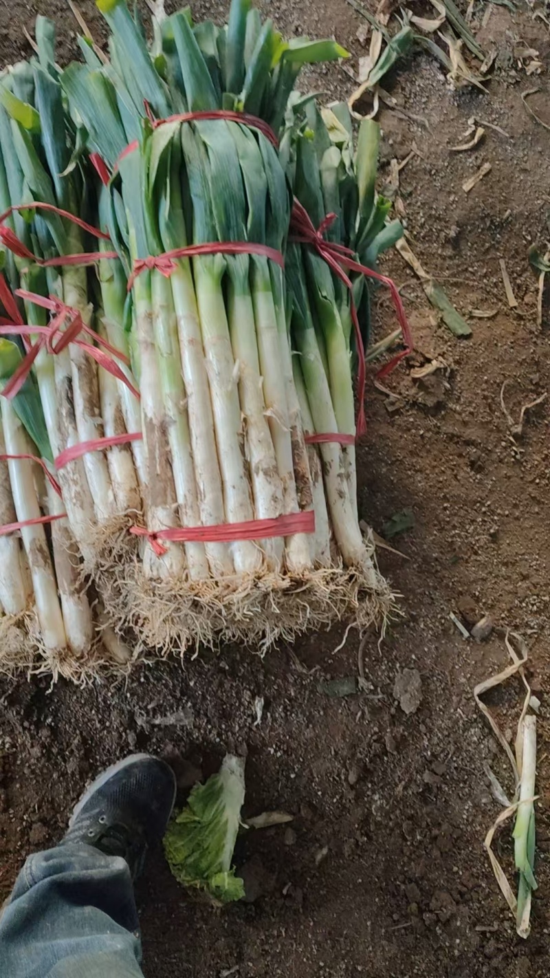 优质葱段大量现货供应需要的联系价格便宜货发全国各地