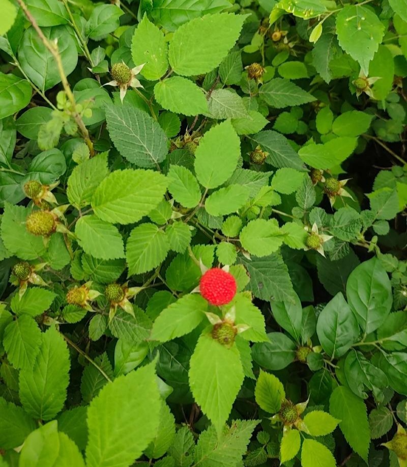 树莓种子灯笼萢野草莓盆景绿植水果泡可食用多年生蔬果植物