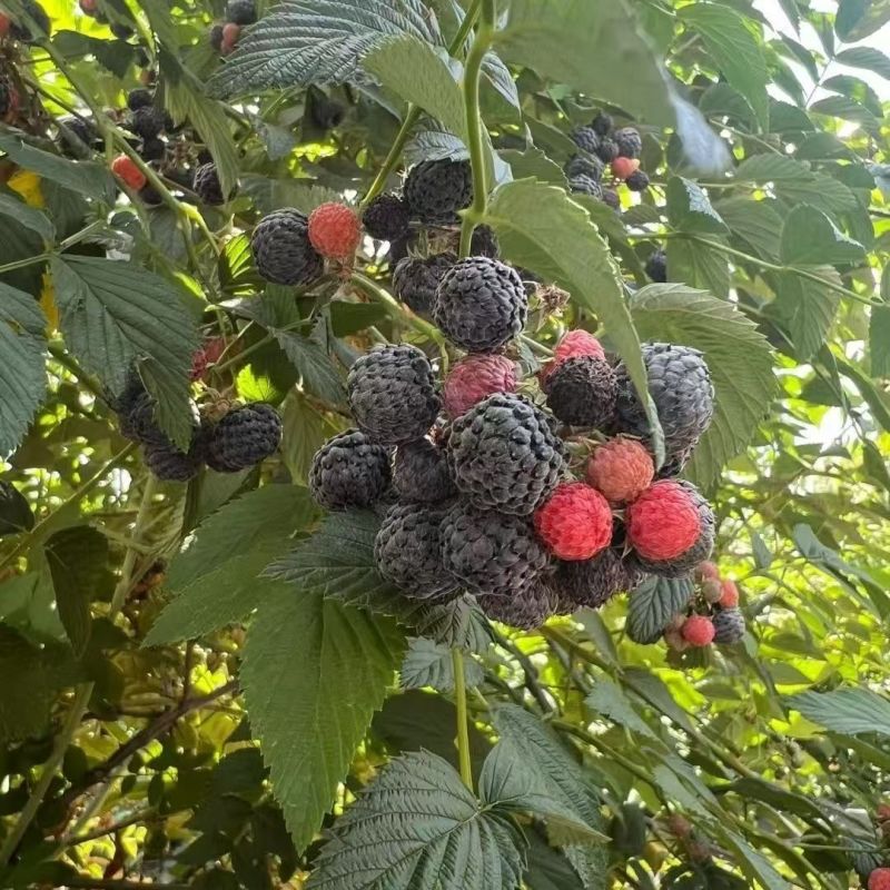 树莓种子灯笼萢野草莓盆景绿植水果泡可食用多年生蔬果植物