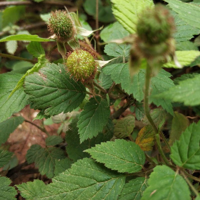树莓种子灯笼萢野草莓盆景绿植水果泡可食用多年生蔬果植物