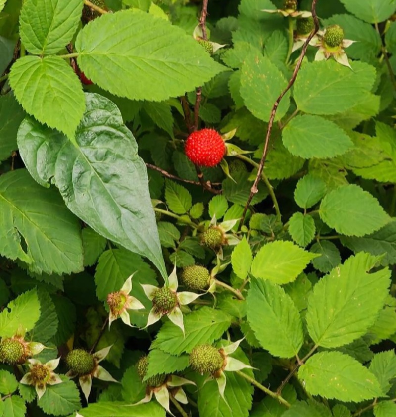 树莓种子灯笼萢野草莓盆景绿植水果泡可食用多年生蔬果植物