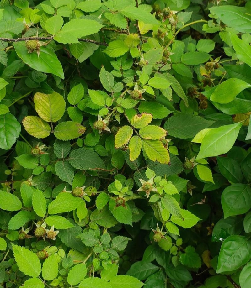树莓种子灯笼萢野草莓盆景绿植水果泡可食用多年生蔬果植物