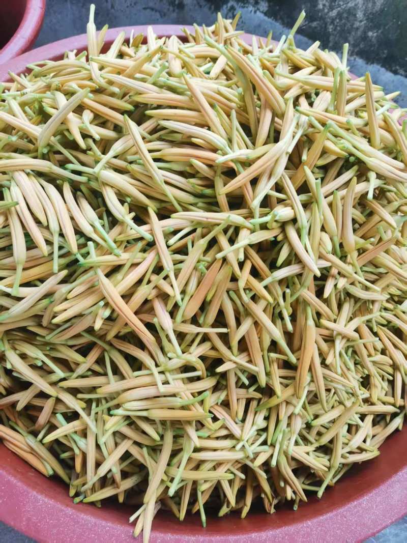 晚熟台湾黄花菜，金针花苗，高山1号，一年四季常青品种种苗