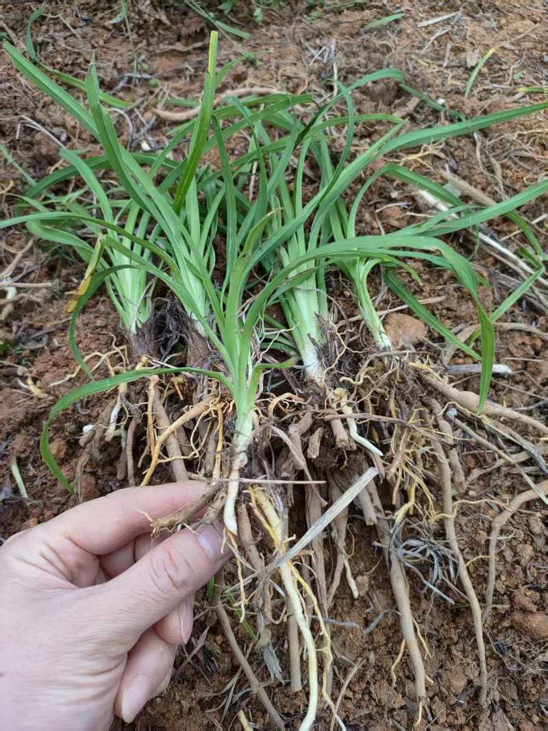 晚熟台湾黄花菜，金针花苗，高山1号，一年四季常青品种种苗
