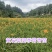 晚熟台湾黄花菜，金针花苗，高山1号，一年四季常青品种种苗