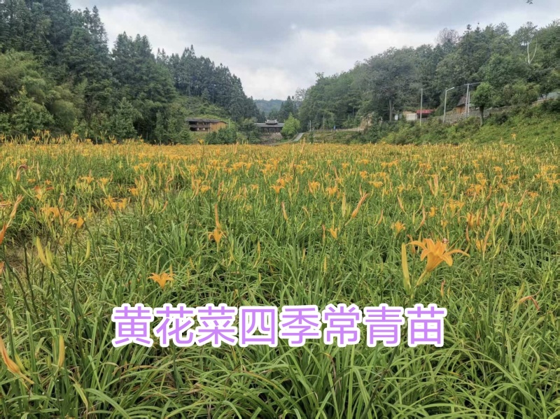 晚熟台湾黄花菜，金针花苗，高山1号，一年四季常青品种种苗
