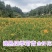 晚熟台湾黄花菜，金针花苗，高山1号，一年四季常青品种种苗