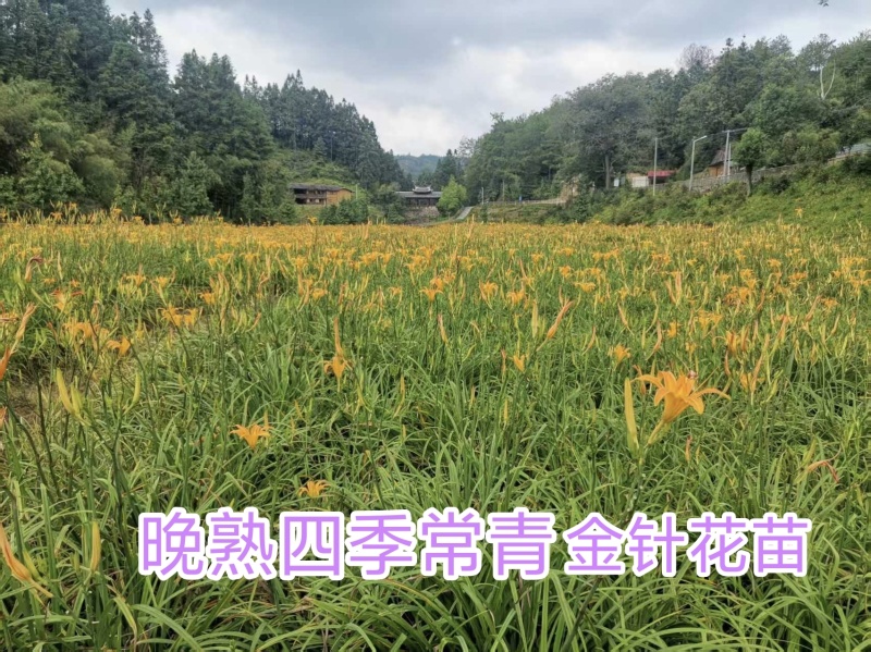 晚熟台湾黄花菜，金针花苗，高山1号，一年四季常青品种种苗