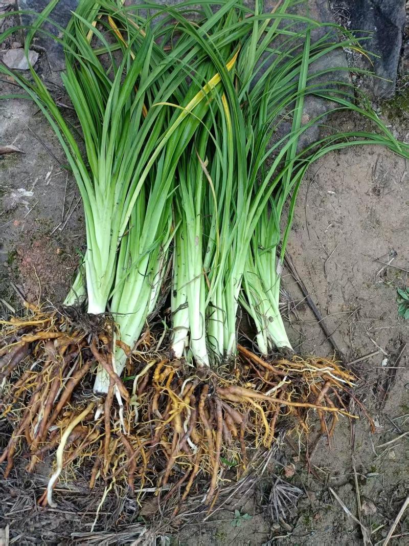 晚熟台湾黄花菜，金针花苗，高山1号，一年四季常青品种种苗