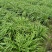 晚熟台湾黄花菜，金针花苗，高山1号，一年四季常青品种种苗