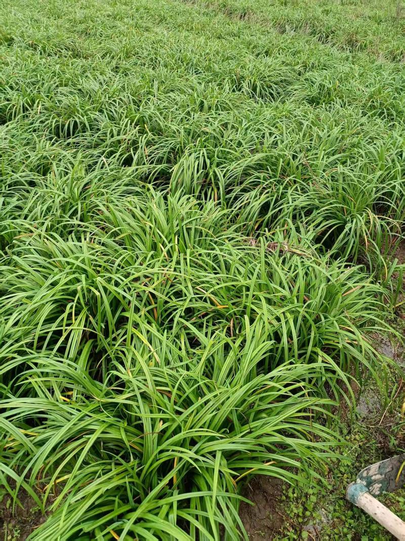 晚熟台湾黄花菜，金针花苗，高山1号，一年四季常青品种种苗