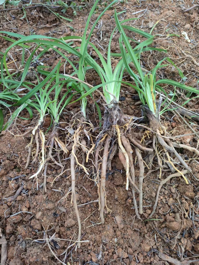 晚熟台湾黄花菜，金针花苗，高山1号，一年四季常青品种种苗