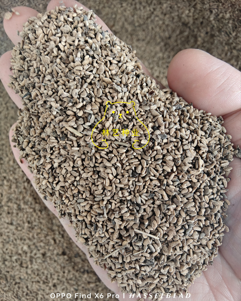 树莓种子灯笼萢野草莓盆景绿植水果泡可食用多年生蔬果植物
