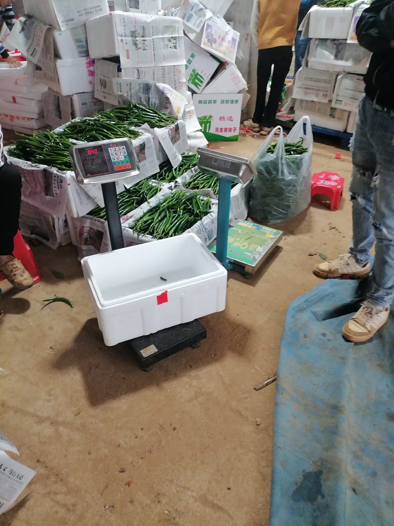 3号线椒大量上市有货，欢迎各位老板聊