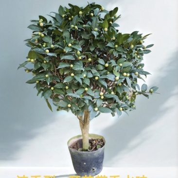 香妃山茶花盆栽老桩庭院阳台客厅花卉绿植四季开花