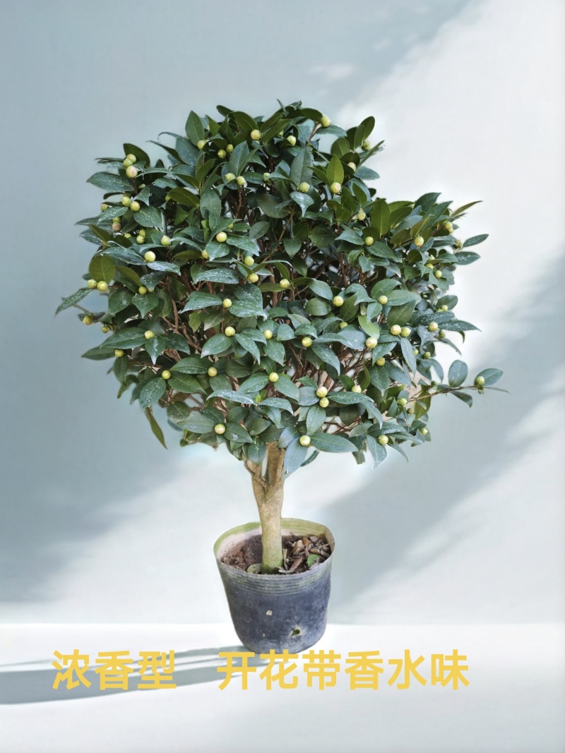 香妃山茶花盆栽老桩庭院阳台客厅花卉绿植四季开花
