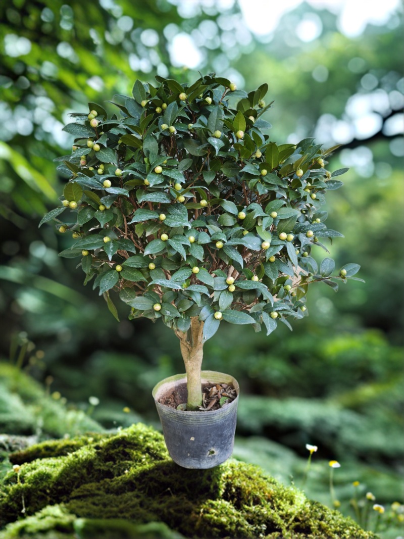香妃山茶花盆栽老桩庭院阳台客厅花卉绿植四季开花
