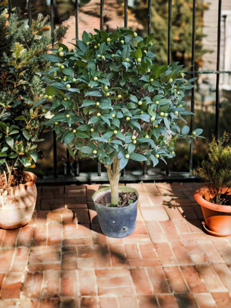 香妃山茶花盆栽老桩庭院阳台客厅花卉绿植四季开花