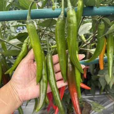 富乔皇帝辣椒种子不花把早熟中果型耐裂果抗病耐运输嫩果浅绿