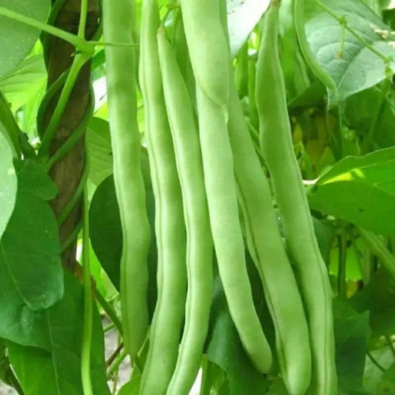 四川种都青龙9号小金豆种子中早熟无限生长无筋肉豆四季豆