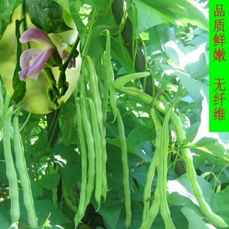 四川种都青龙9号小金豆种子中早熟无限生长无筋肉豆四季豆