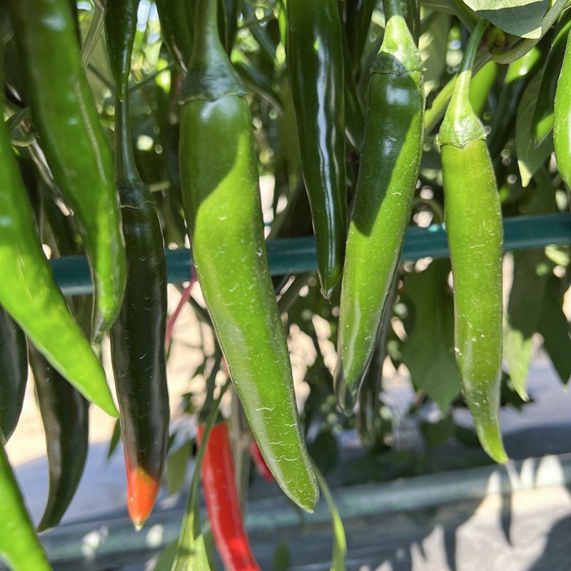 富乔皇帝辣椒种子不花把早熟中果型耐裂果抗病耐运输嫩果浅绿