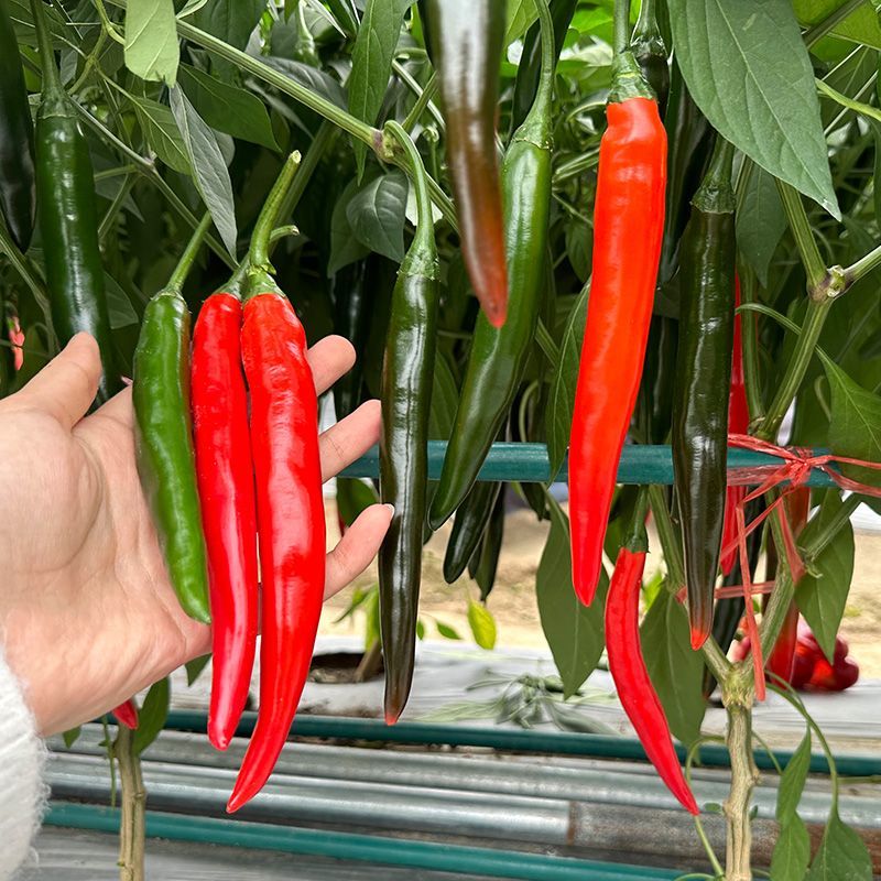 富乔皇帝辣椒种子不花把早熟中果型耐裂果抗病耐运输嫩果浅绿