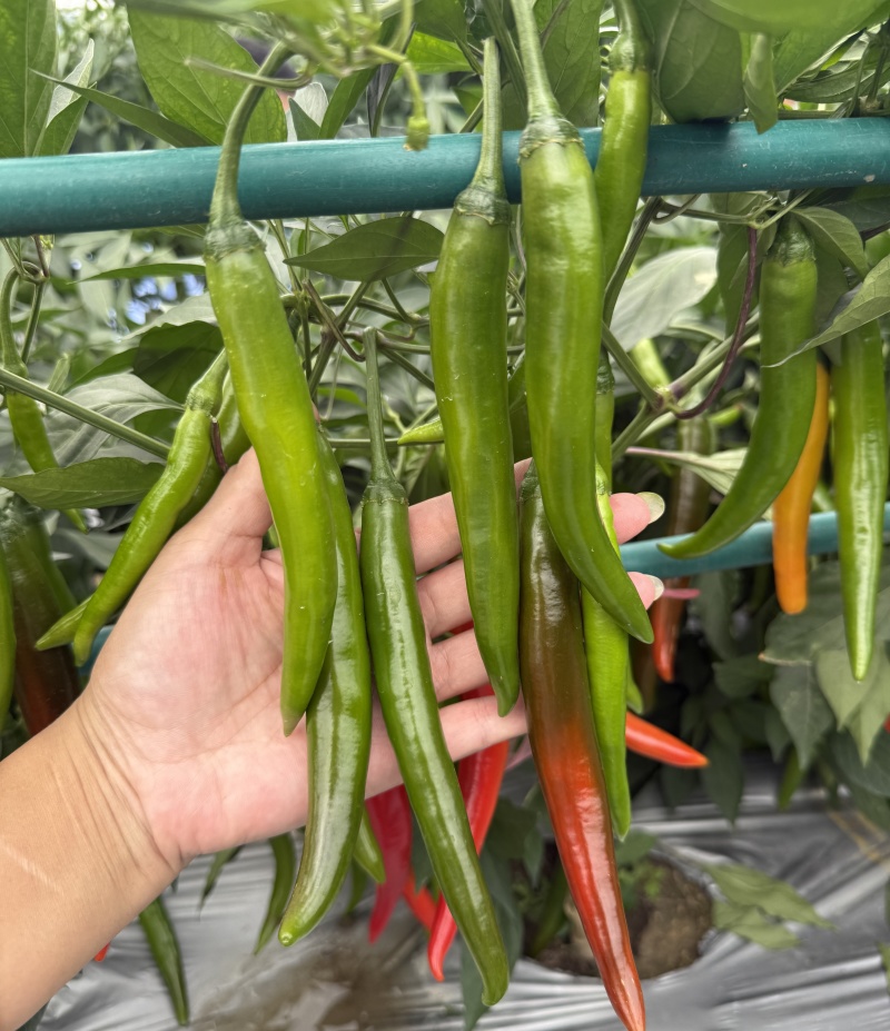 富乔皇帝辣椒种子不花把早熟中果型耐裂果抗病耐运输嫩果浅绿