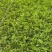 观花植物美女樱120杯，基地有量，欢迎来一亩田订购。