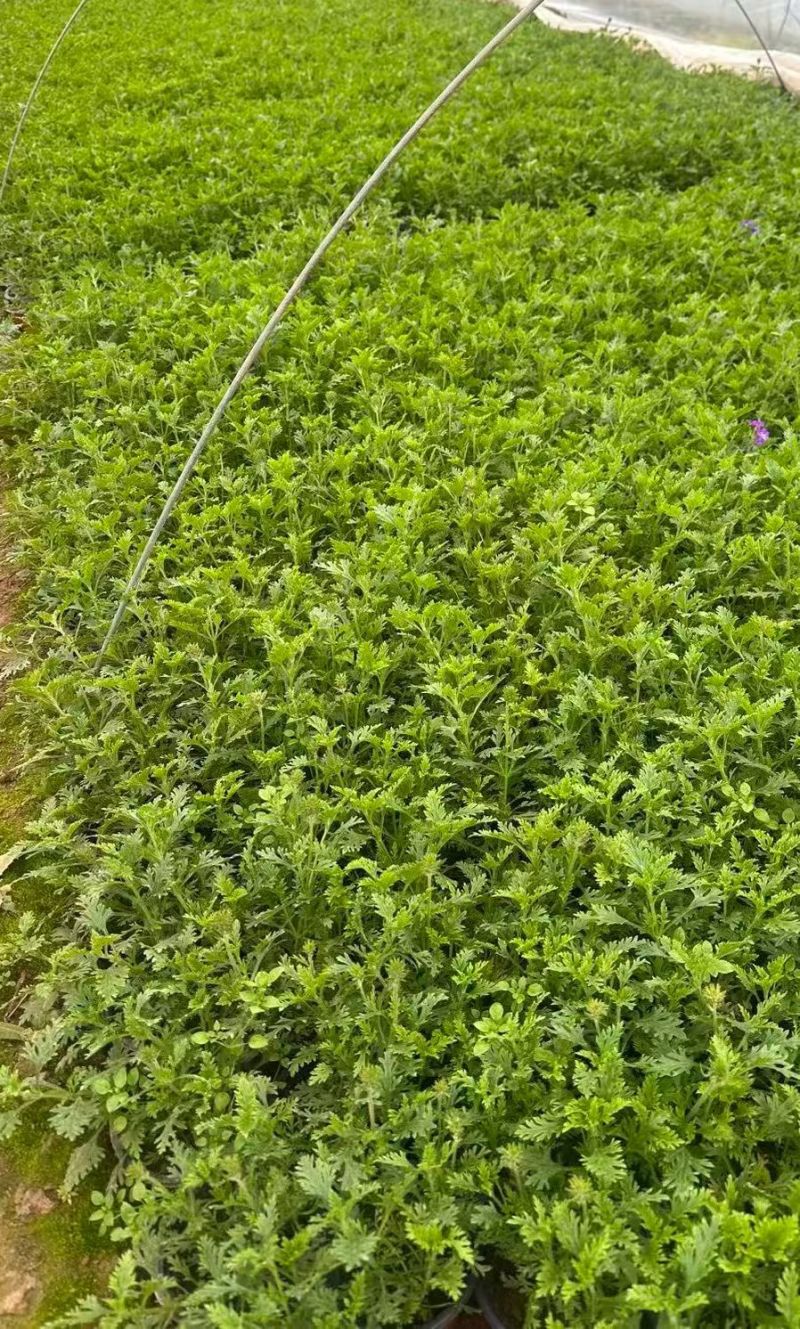 观花植物美女樱120杯，基地有量，欢迎来一亩田订购。
