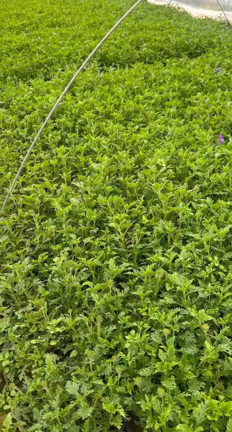 观花植物美女樱120杯，基地有量，欢迎来一亩田订购。