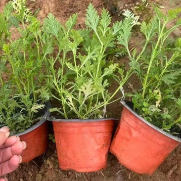 观花植物美女樱120杯，基地有量，欢迎来一亩田订购。