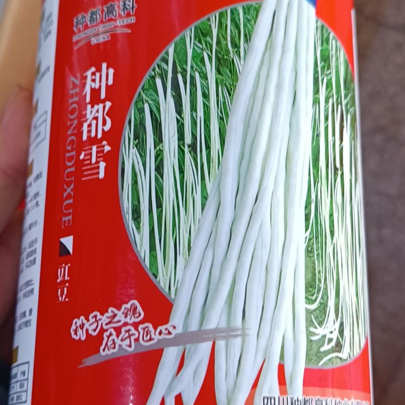 四川种都高科种都雪白豇豆种子早中熟银白色肉厚粗长豆角种籽