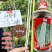 四川种都高科种都雪白豇豆种子早中熟银白色肉厚粗长豆角种籽