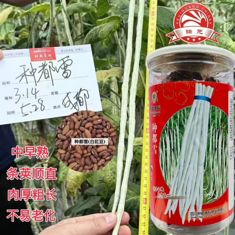 四川种都高科种都雪白豇豆种子早中熟银白色肉厚粗长豆角种籽