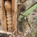 贵州大山野生云实树斗米虫自砍自销原生态斗米虫