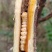贵州大山野生云实树斗米虫自砍自销原生态斗米虫