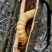 贵州大山野生云实树斗米虫自砍自销原生态斗米虫