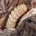 贵州大山野生云实树斗米虫自砍自销原生态斗米虫