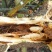 贵州大山野生云实树斗米虫自砍自销原生态斗米虫