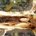贵州大山野生云实树斗米虫自砍自销原生态斗米虫