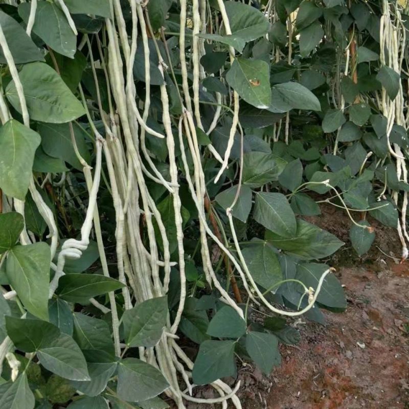 雪狼特长三尺白豇豆种子长白厚肉豇豆基地用种四季播种白玉豆
