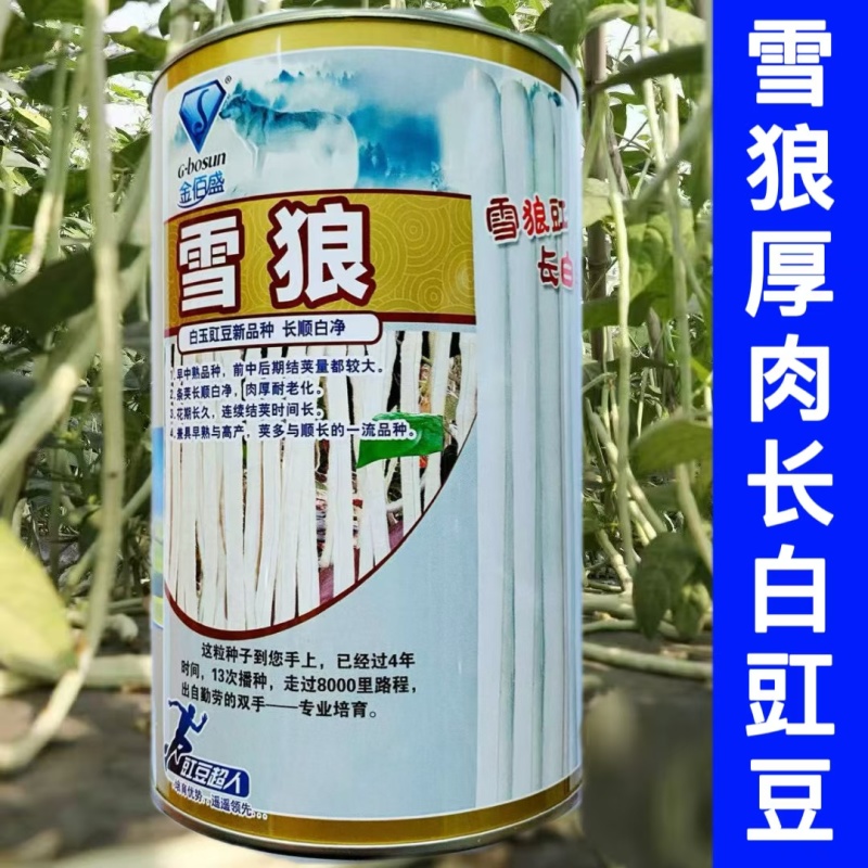 雪狼特长三尺白豇豆种子长白厚肉豇豆基地用种四季播种白玉豆