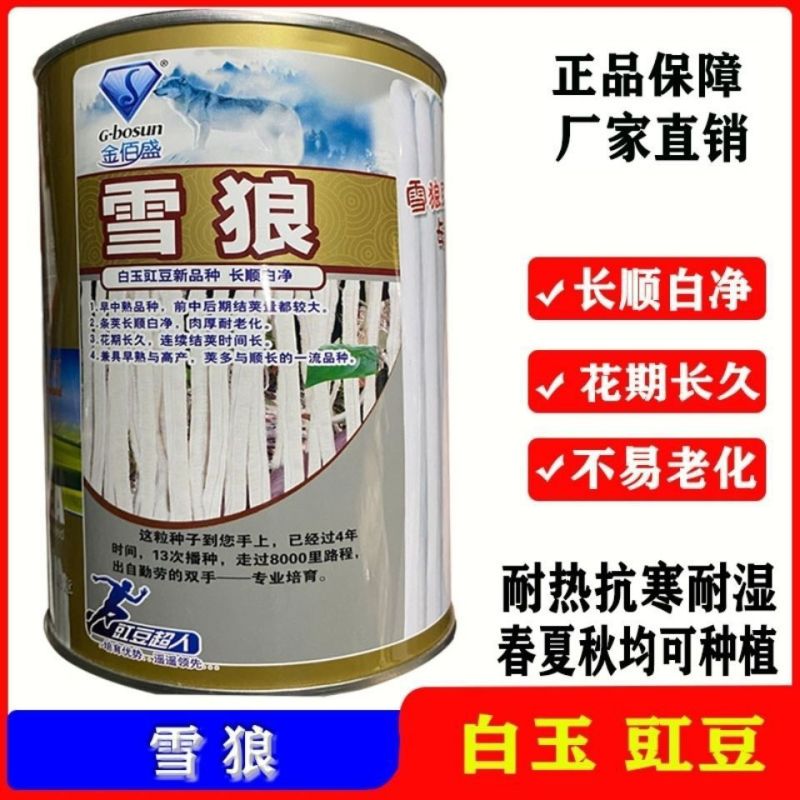 雪狼特长三尺白豇豆种子长白厚肉豇豆基地用种四季播种白玉豆