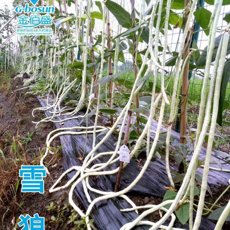 雪狼特长三尺白豇豆种子长白厚肉豇豆基地用种四季播种白玉豆