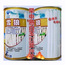 金佰盛雪狼长白豆角种子早中熟白玉豇豆籽荚长80cm耐热湿