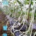 金佰盛雪狼长白豆角种子早中熟白玉豇豆籽荚长80cm耐热湿