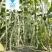 金佰盛雪狼长白豆角种子早中熟白玉豇豆籽荚长80cm耐热湿
