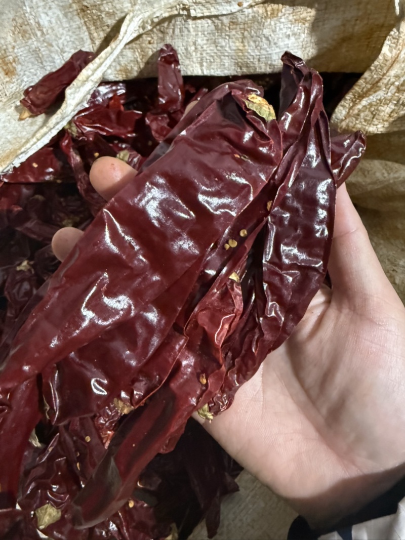 干辣椒精品板椒辣椒铁板椒北京红板椒红油油泼辣子贵州干辣椒