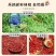 当季新货贵州精品干辣椒特辣香辣微辣小米椒朝天椒满天星商用
